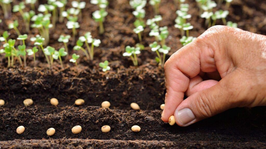 Quy luật Gieo hạt rất đơn giản là bạn sẽ gặt hái những gì mà bạn đã gieo trồng