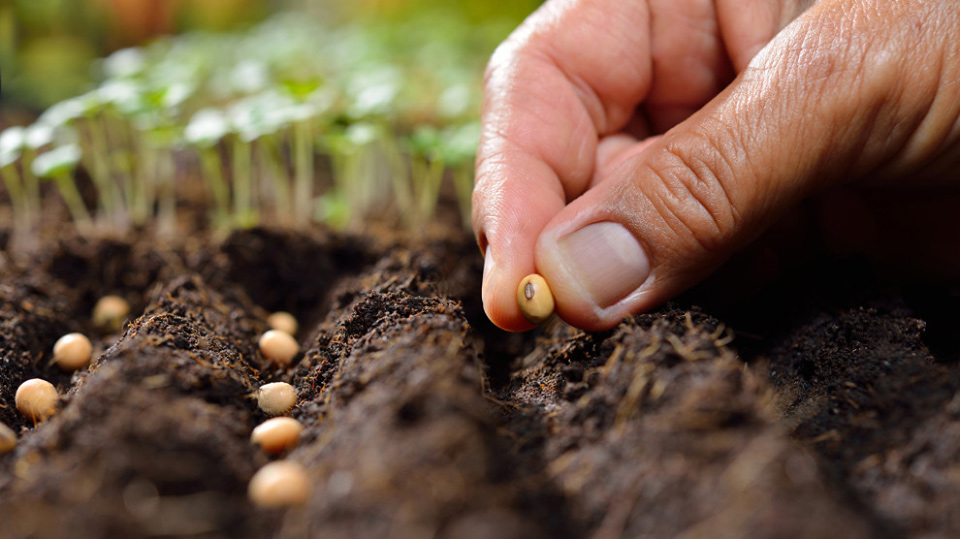 Nếu như bạn đã trót gieo nhiều hạt giống xấu thì bây giờ phải cố gắng gieo nhiều hạt giống tốt để cân bằng lại